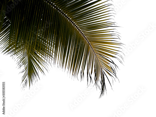 Tree with green leaves. The name of the plant is Bamboo palm. Bamboo palm leaf on white background.