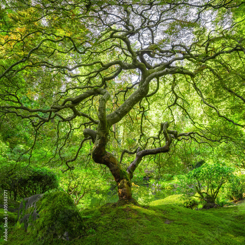 Lush green Japanese Maple Tree Panorama