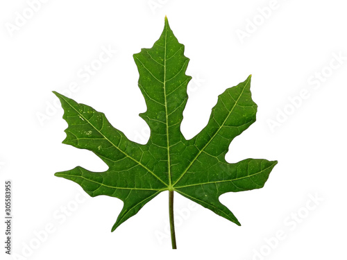 Green leaf or green leaves on white background. Cnidoscolus aconitifolius leaf Isolated on white background.