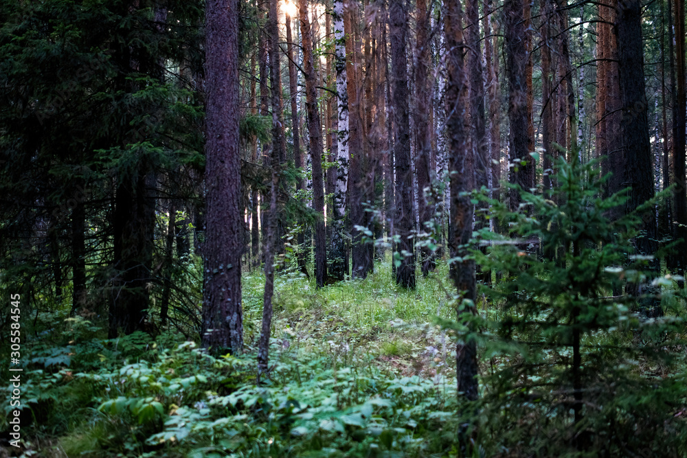 Obraz premium landscape of wild pine and spruce forest with birch and fern