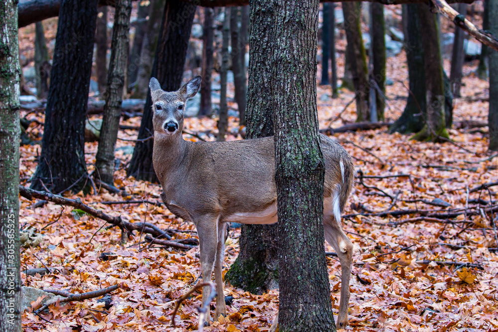 White-tailed deer listening in two separate directions at the same time