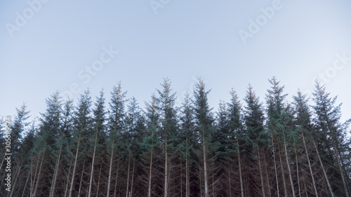 Obraz na plátně Wooded treeline