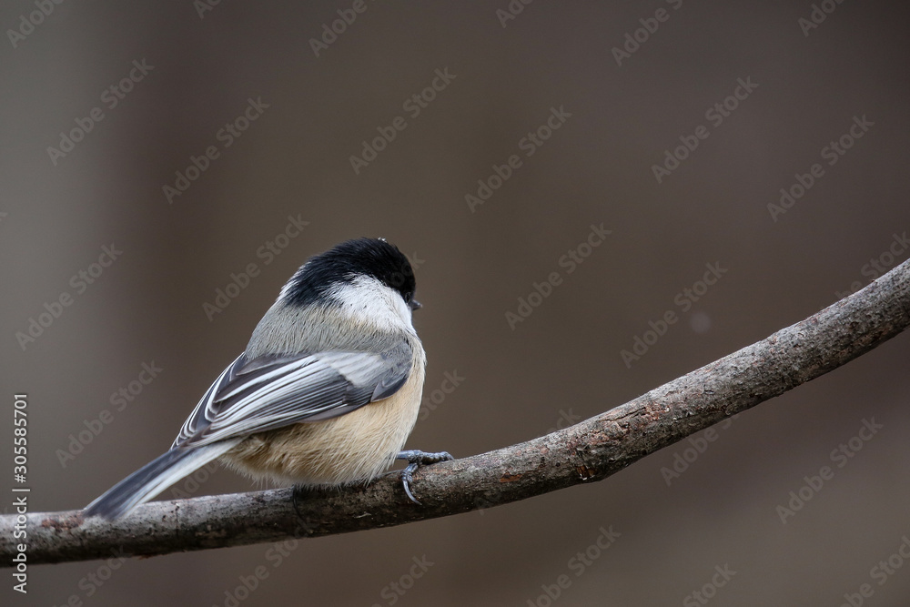 Fototapeta premium black-capped chickadee,