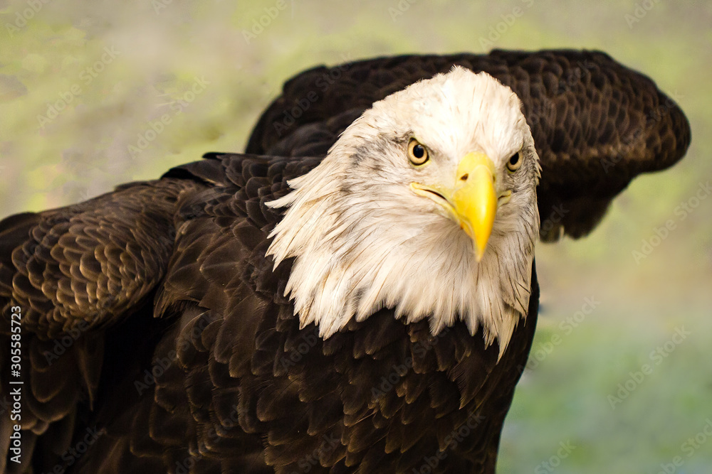 Fototapeta premium Bald Eagle (Haliaeetus leucocephalus) adult with white head and yellow beak