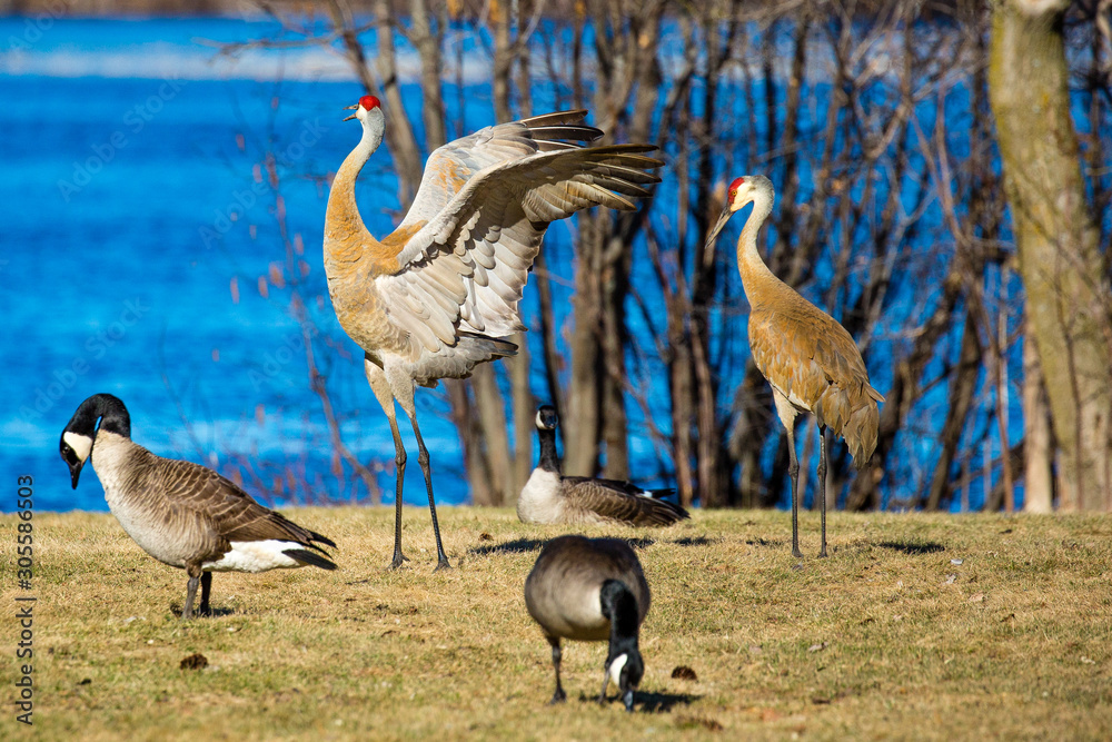 Obraz premium Two Sandhill Cranes (Grus canadensis) in a mating dance by a lake