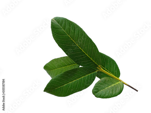 Green leaf or green leaves on white background. Psidium guajava leaf or guava leaves Isolated on white background.