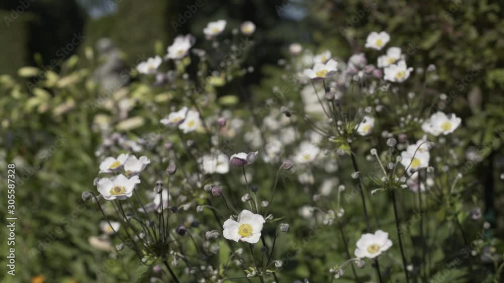 White flowers in Georgian field near the mountain White flowers in Georgian field near the mountain