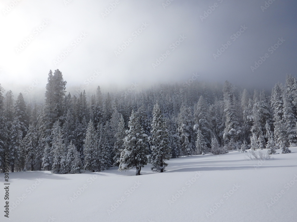 Snow Covered Forest and Ice Fog on Edge of Grass Lake Meadow in the Sierra Nevadas