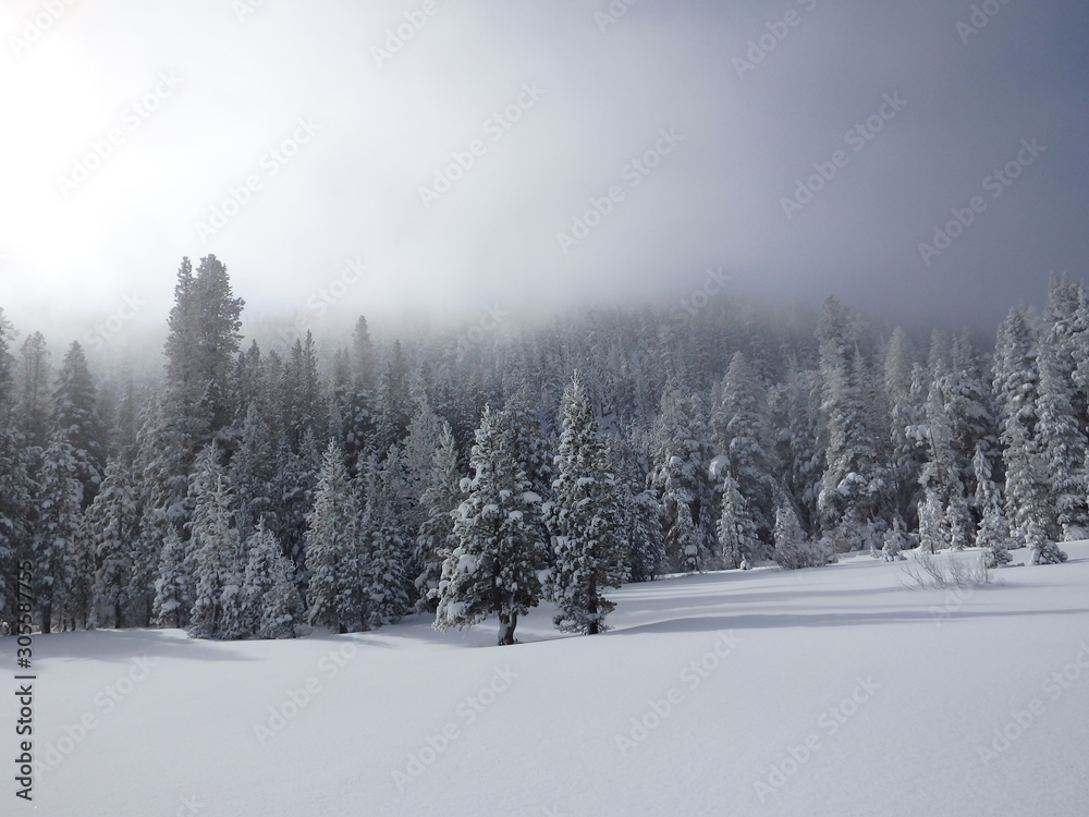 Fototapeta premium Snow Covered Forest and Ice Fog on Edge of Grass Lake Meadow in the Sierra Nevadas