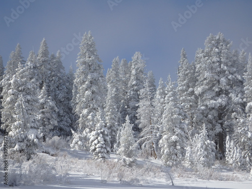 Snow Covered Forest on Edge of Grass Lake Meadow in the Sierra Nevadas