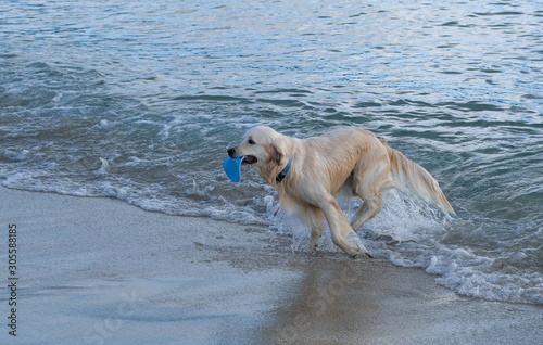 Yellow Labrador Retriever playing with a plate at sea. A dog runs out of the sea with a toy in its mouth. The pet runs to the owner by sea. Game with pets on the coast. Travel with animals. Vacation