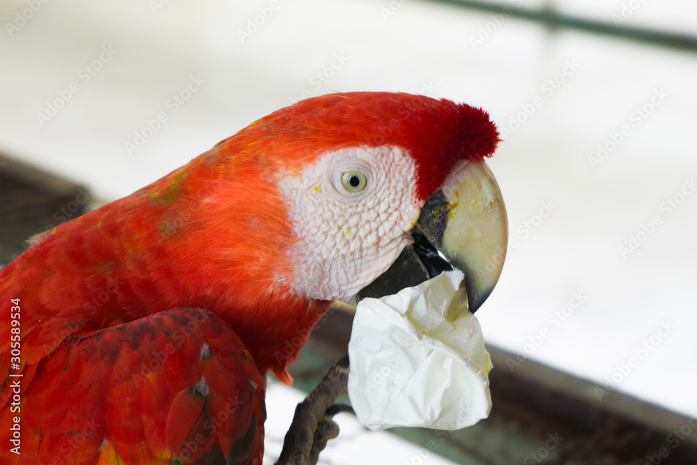 Fototapeta premium parrot on branch