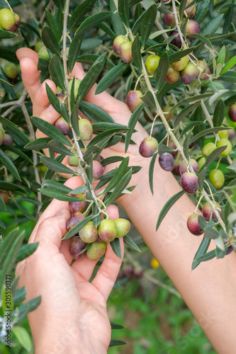 Hands of a young woman holding olive branches with green olives. Farmer woman hands. Caring for olive trees in the garden. Healthy food concept, natural eco-products, organic food.