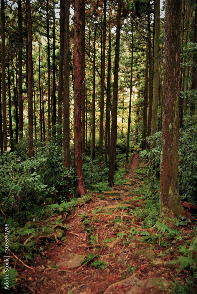 Obraz premium 箱根旧街道