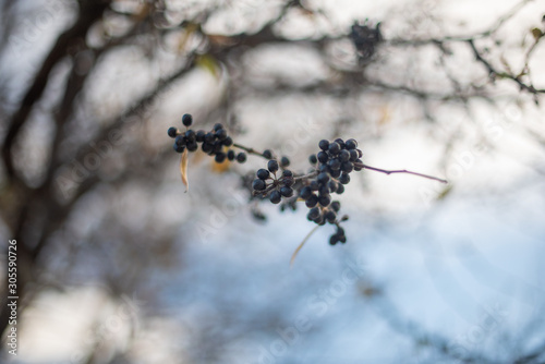 berries on a tree