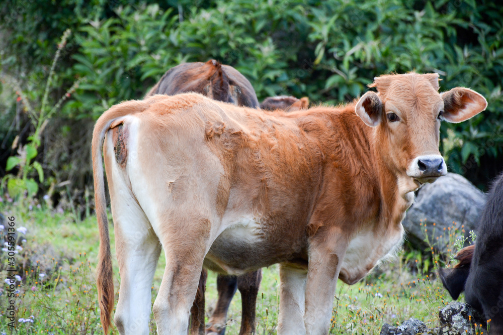 tender white brown calf in the middle of nature tender white brown calf in the middle of nature