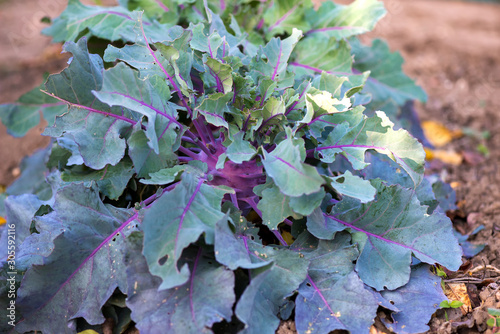 Close up of fresh organic kohlrabi in the garden - selective focus