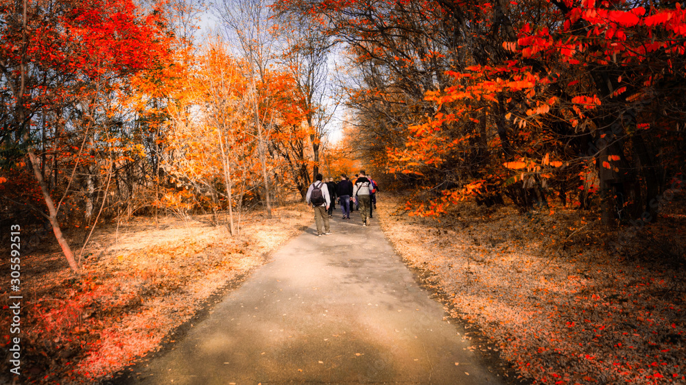 Obraz premium Red forest