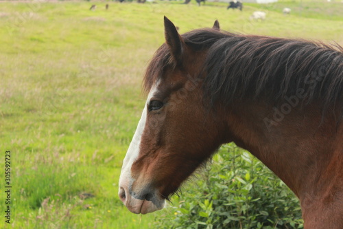 caballo