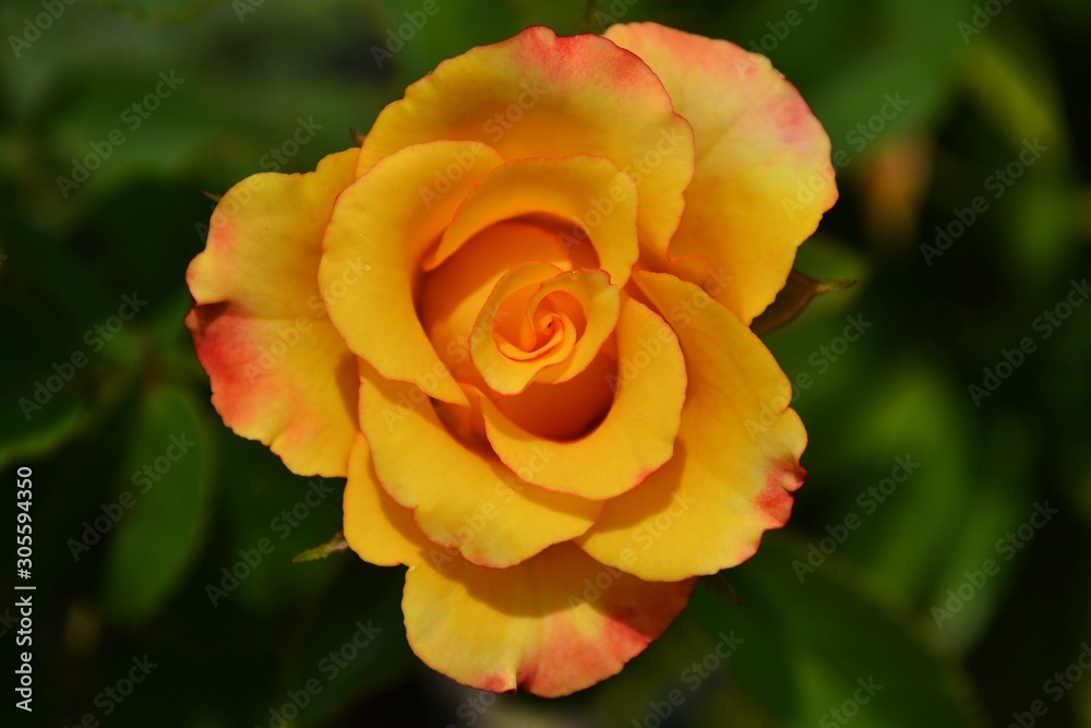 red rose in garden red rose in garden