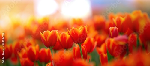 Fotografia field of red tulips , spring-blooming and the flowers are usually large , so bea