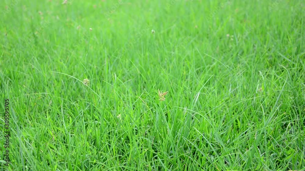 Green meadow in countryside Green meadow in countryside