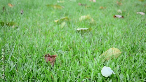 Wallpaper Mural green grass on the grass Torontodigital.ca