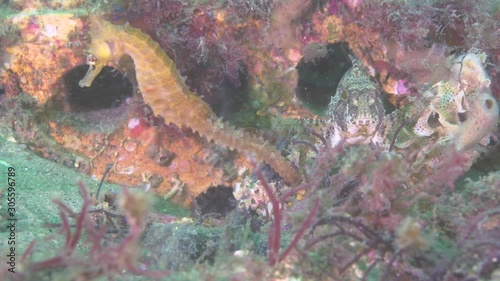 A beautiful pair of seahorses close up with high details of the face. These seahoses are on colourful sponges with high magnification photo