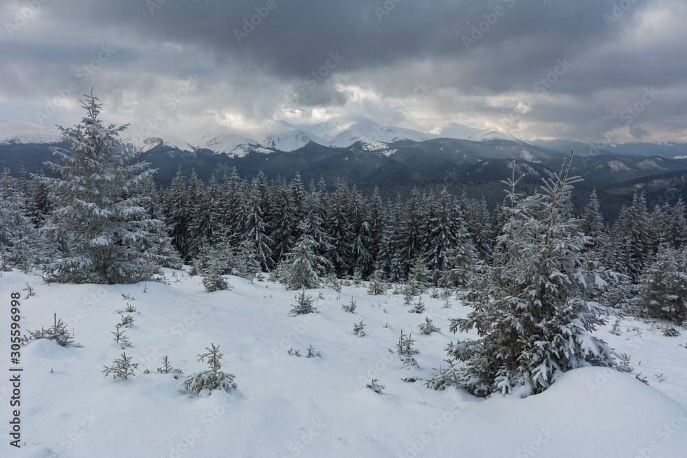 Fogs and clouds in winter Ukrainian Carpathians with snow-covered trees and mountain peaks Fogs and clouds in winter Ukrainian Carpathians with snow-covered trees and mountain peaks