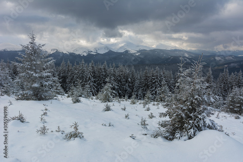 Fogs and clouds in winter Ukrainian Carpathians with snow-covered trees and mountain peaks