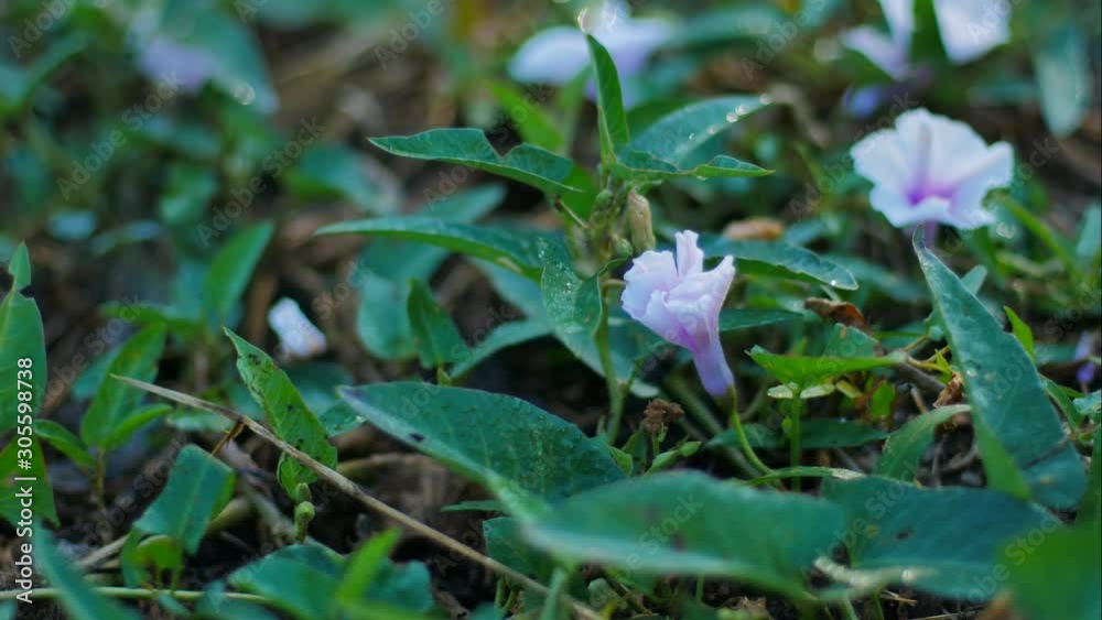 Time Lapse of White Morning glory flowers are blooming in the morning. Time Lapse of White Morning glory flowers are blooming in the morning.