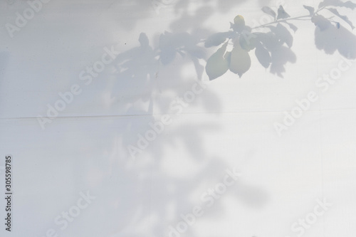 葉のシルエット