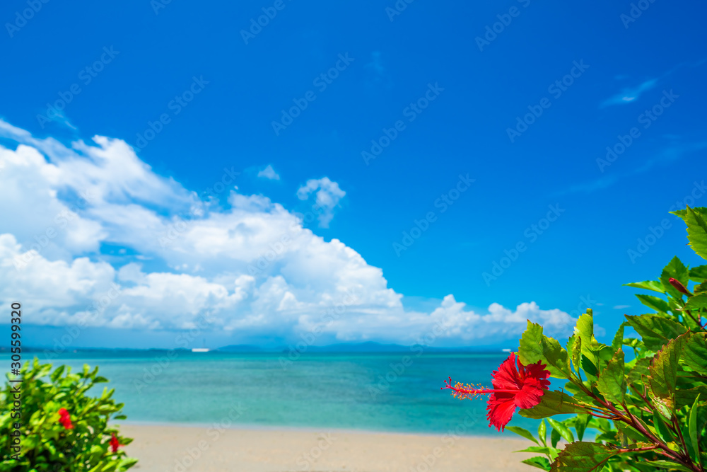 ハイビスカスと沖縄の海 Stock 写真 Adobe Stock