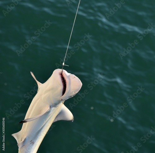 Baby Shark Caught on a fishing line is pulled up by the fisherman in Venice  Beach Florida with the hook showing Stock Photo