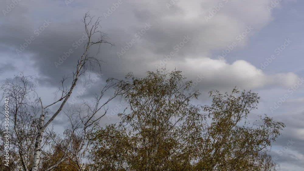 Timelapse of clouds in the sky moving fast sideways in the foreground of a crown of birch centuries moving under strong wind to the side captured during an autumn sunny day.