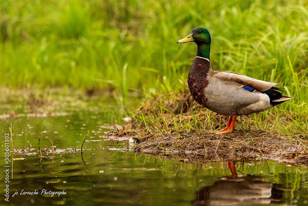 canard mallard canard mallard