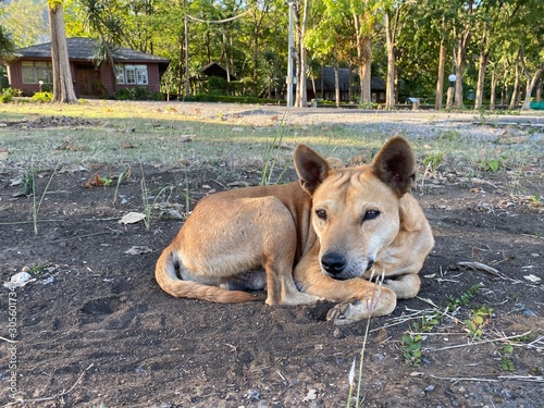 dog on beach