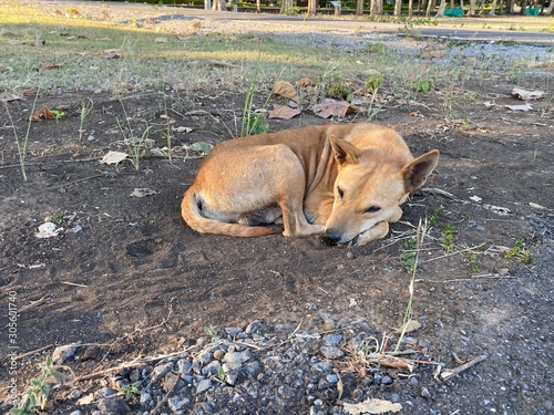 dog on beach