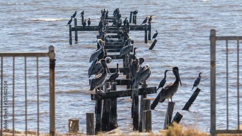 Φωτογραφία A dozen or so Pelicans all relaxing on the remains of a pier destroyed by hurric
