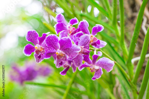 Colorful purple Vanda orchid flowers are blooming with green leaves in the flower garden photo