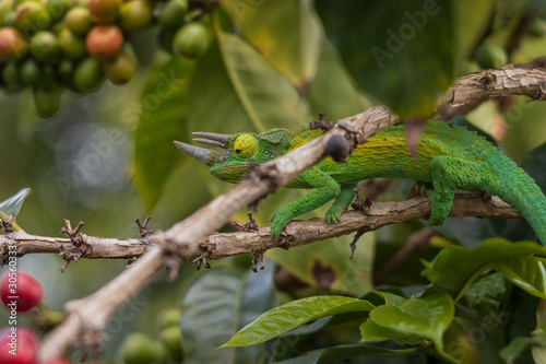 Chameleon in Coffee Tree