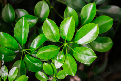 Fresh shiny green leaves of Dwarf umbrella tree (Schefflera Arboricola) in tropical garden