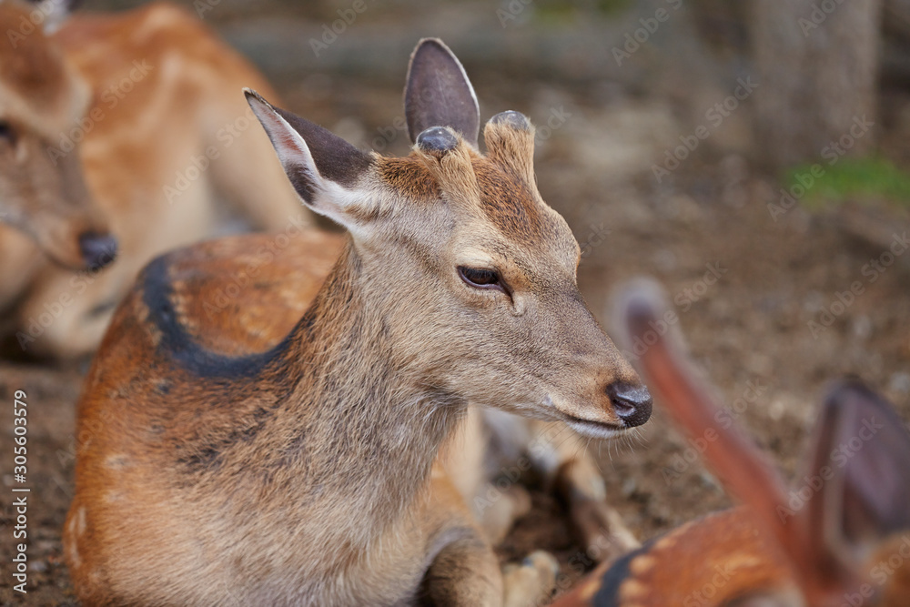 Fototapeta premium Group of dears at park