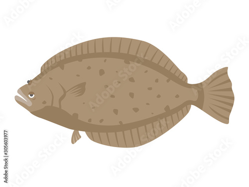 ヒラメのイラスト
