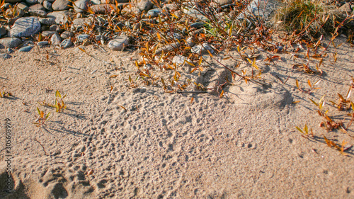 footprints in the sand close up photo