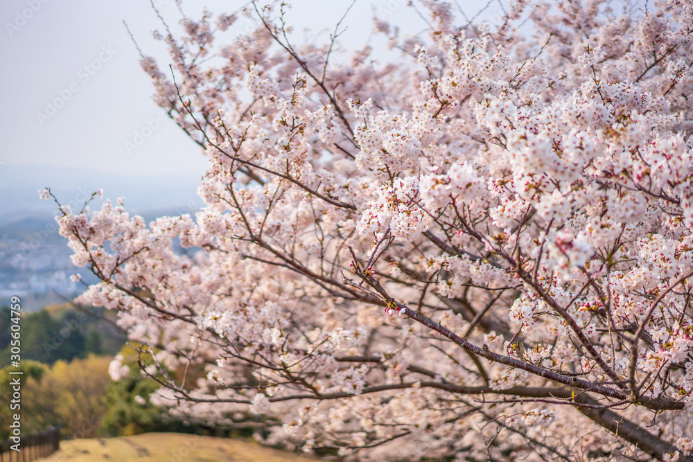 close up marco full bloom cherry blossom beauiful Sakura tree at japan cherry blossom forecast pink asian flower perfact season to travel and enjoy japanese culture idea long weekend holiday relax close up marco full bloom cherry blossom beauiful Sakura tree at japan cherry blossom forecast pink asian flower perfact season to travel and enjoy japanese culture idea long weekend holiday relax