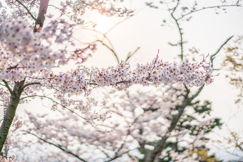 close up marco full bloom cherry blossom beauiful Sakura tree at japan cherry blossom  forecast pink asian flower perfact season to travel and enjoy japanese culture idea long weekend holiday relax photo