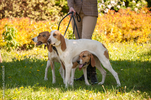 Foxhounds ( beagles) on leads with lady in beige waiting for parforce hunting during sunny day in autumn on green grass. Concepts: impatient, british breed, outdoor, beautiful photo