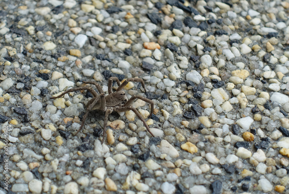 Huntsman spider on pebbled driveway