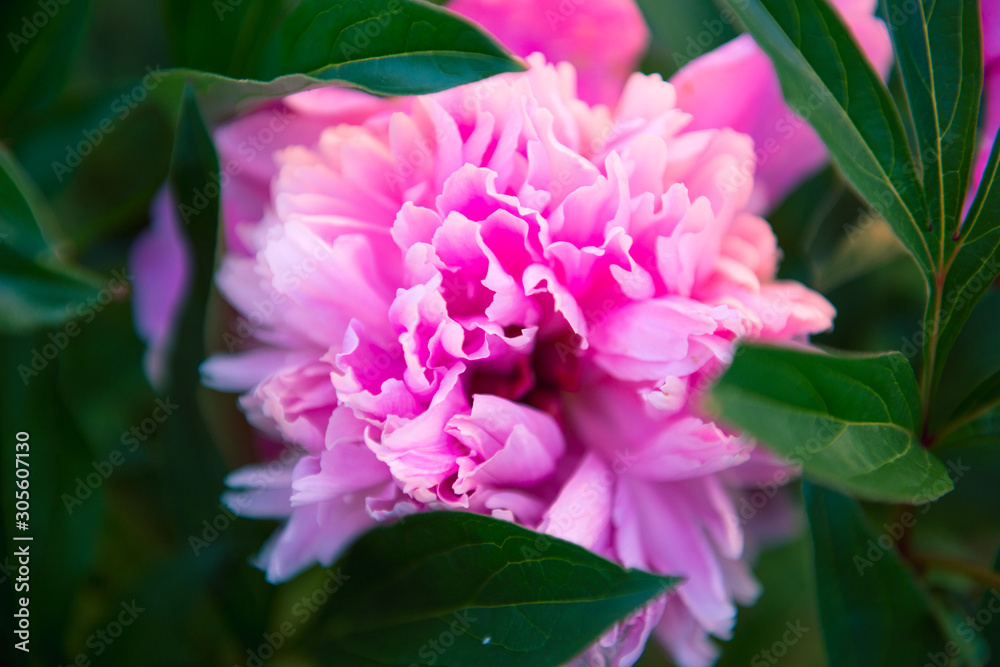 beautiful pink peony bloom close-up beautiful pink peony bloom close-up